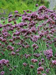 Image result for foto verbena