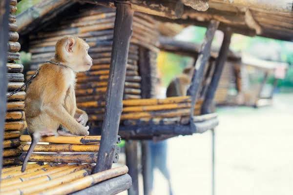 Close View Little Monkey Bamboo House — Stock Photo © luengo_ua #199771596
