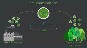 The carbon prices are normally quoted in euros per tonne of carbon dioxide. Mahogany Tree Contract Farming Mahogany Tree Plantation Seeds Mahogany Tree Exporters In India Manufacturer In India Timber