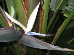 Image result for Strelitzia caudata