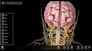 pin de jhezebel werner em anatomia atlas de anatomia anatomia sistema nervoso