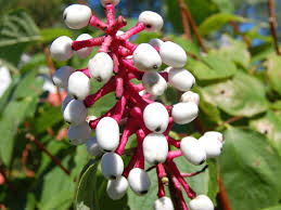 We did not find results for: White Baneberry Doll S Eyes Care Growing Guide