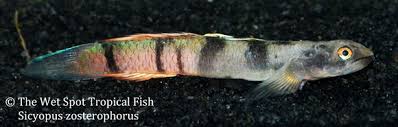 Image result for Cyclosorus striatus
