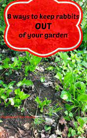 8 Ways To Keep Rabbits Out Of Your Garden Slugs In Garden Garden Pests Garden Shrubs
