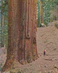 Check spelling or type a new query. This Is How Big A Redwood Is Pics
