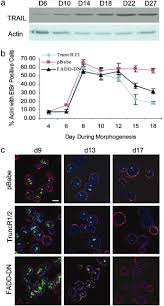 The ultimate goal is to identify novel molecular targets, powerful imaging modalities, and curative therapeutics with the potential to reshape the clinical care of cancer patients in the skcc catchment area. Tumor Necrosis Factor Related Apoptosis Inducing Ligand Trail Is Required For Induction Of Autophagy During Lumen Formation In Vitro Pnas