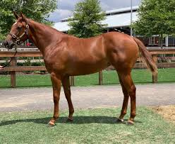 Marked by full detail a thorough description. Jazcom Thoroughbreds Jazcomtbred Twitter