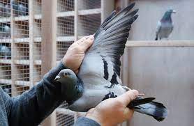 You Could Compare It To A Picasso Pigeon Sells For 1 9 Million The New York Times