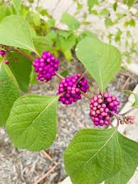 Check spelling or type a new query. Top 15 Native Texas Plants To Grow Native Backyards