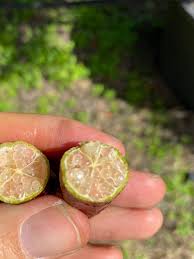 An australian finger lime tree is attractive too, with dark green leaves and an abundance of tiny white flowers. Native Australian Finger Lime Designer Trees Australia