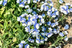Image result for Nemesia zimbabwensis