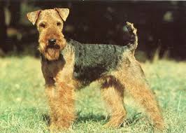 Image result for velšteriér