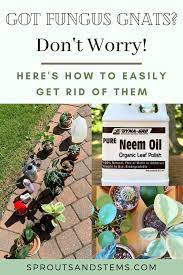 How To Get Rid Of Fungus Gnats On Houseplants House Plant Care Low Light Plants Fungi