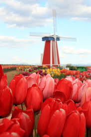Wooden Shoe Windmill Tulips Holland The Netherlands Windmill Tulip Festival Tulips