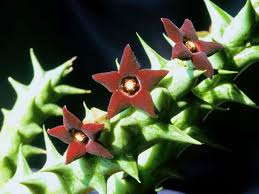 Orbea Decaisneana World Of Succulents Succulents Cacti And Succulents Medicinal Plants