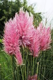 We are known for quality handpacked pampas that is delivered straight to your door. Pampasgras Rosea Cortaderia Selloana Rosea Gunstig Online Kaufen