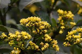 Image result for Psychotria capensis