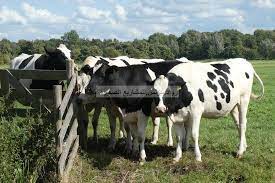 مشروع ابقار cow farm animals