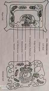 Dec 31, 2019 · which structure is found in the cytoplasm of a prokaryotic cell, but is not found in the cytoplasm of a eukary… get the answers you need, now! What Are The Similarities Of Plant And Animal Cells Brainly