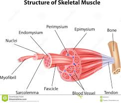 Cartoon Illustration Of Structure Skeletal Muscle Anatomy Stock Vector Illustration Of Muscle Healthc Skeletal Muscle Anatomy Muscle Anatomy Skeletal Muscle