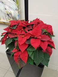 Display your poinsettia in indirect light for about 6 hours per day. Growing And Caring For Poinsettia Umn Extension