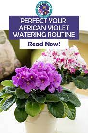 Perfect Your African Violet Watering Routine In 2021 African Violets African Violets Plants African Violet Care