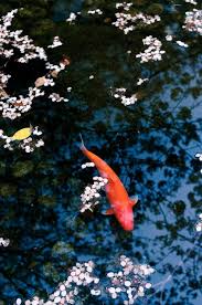 30 Mind Altering 3d Paintings You May Haven T Seen Yet Balik Burcu Hayvanlar Resim