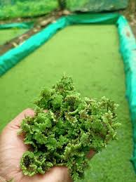 Image result for Azolla