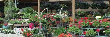 Calculate new carpeting costs per square foot to install or replace by room size (1000 sq ft, 12x12) or by type (whole house, bedroom, basement). Bruno Landscape And Nursery Plants Seasonal Gifts Decor