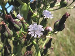 Image result for Lactuca glandulifera