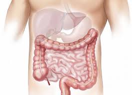 Digestive System Model Demonstrating Sequence And Length Of