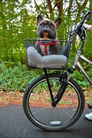 Short overview of us and our breeding system. 14 Bicycle Accessories Guaranteed To Make Your Neighbours Jealous Biking With Dog Dog Bike Basket Dog Bike Carrier