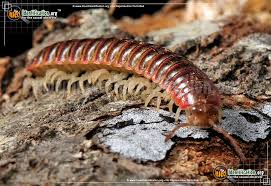 Check spelling or type a new query. Millipede Eurymerodesmus Spp