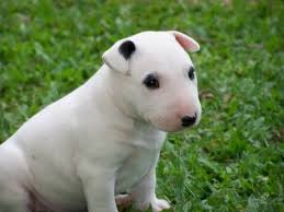 Black And White English Bull Terrier Puppy 10 Best English Bull Terrier Dog Names In 2020 Bull Terrier Puppy Bull Terrier English Bull Terrier Puppy