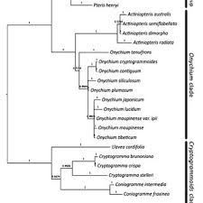 Image result for Actiniopteris pauciloba