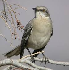 Free printable coloring page texas state bird northern mockingbird and state flower. Texas State Bird Mockingbird