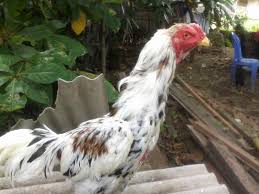 Ayam bangkok yang handal dalam berlaga rata rata memiliki sisik bagian depan yang terlihat mengelupas sebagian dengan warna kuning agak kehitaman,. 11 Gambar Ayam Bangkok Berkelas Paling Dicari Pecinta Unggas