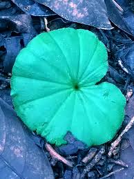 Image result for Nervilia crociformis