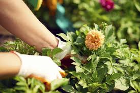 Check spelling or type a new query. Can You Preserve Flowers Using Hairspray Really Craft Cue