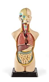 Examining the human torso model. Amazon Com Hand2mind B07l8kyvzr 19 Inch Tabletop Human Torso Model Anatomically Accurate Kit 10 Removable Human Organs Full Color Guide With Labeled Diagrams Visual Aids For Home Learning Industrial Scientific