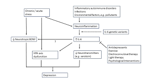 Possible Role Of Interleukin 6 Il 6 In Major Depression Pathogenesis Download Scientific Diagram