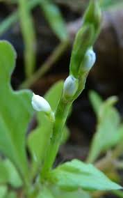 Image result for Oxygonum