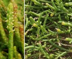 Image result for Salicornia perrieri