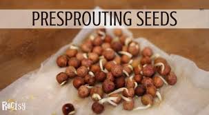 You'll be able to see the root sprouting out of the germinated seeds. Germinating Seeds On Paper Towels Rootsy Network