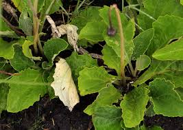 Image result for Haplocarpha