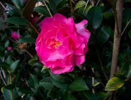 Pink rose png image picture download format: Beautiful Hot Pink Flowers Tree Iamges Of Japanese Camellia Flowers Png Hi Res 720p Hd