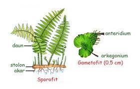 Maybe you would like to learn more about one of these? Kingdom Tumbuhan Plantae Kelas X Semester 2 Belajar Biologi Sma