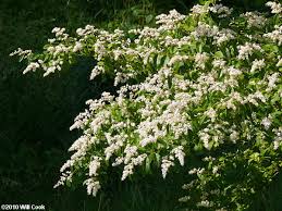 Check spelling or type a new query. Pin On Year Round Flowers To Grow