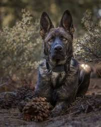 We did not find results for: 900 German Shepherd Dog Ideas In 2021 Shepherd Dog German Shepherd German Shepherd Dogs