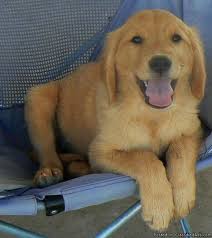 Maybe you would like to learn more about one of these? Golden Retriever Puppies Akc Price 400 00 For Sale In Cedar City Iowa Best Pets Online